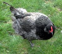 Gladys without her tail