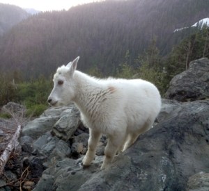 baby mountain goat