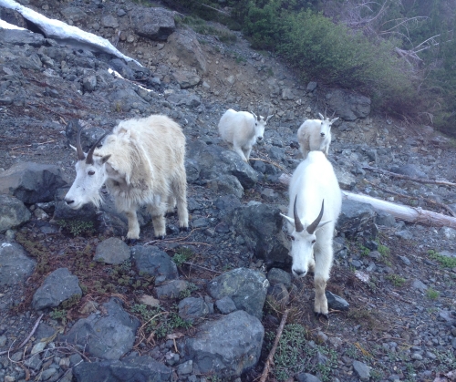 The Welcoming Committe